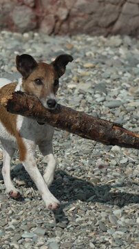 Dog fetching stick runs across a pebble beach while carrying a large wooden branch during a sunny outdoor play session