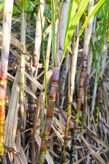 Obraz premium Sugarcane stalks growing in an agricultural farm