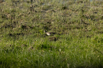 uccello che si muove in mezzo all'erba di un'area di palude fluviale senza acqua, di giorno, in primavera © PhotoMet