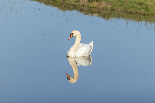 cigno reale dalle piume bianche fermo e tranquillo in mezzo alle acque piatte di una palude fluviale naturale, di giorno, in primavera