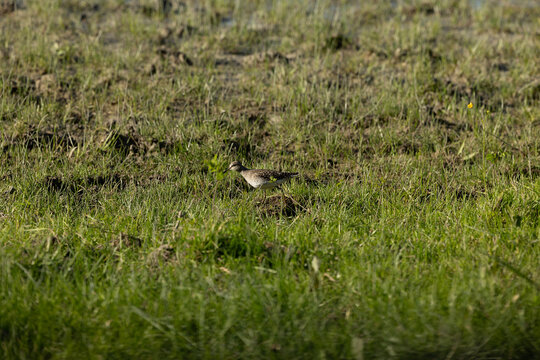 uccello che si muove in mezzo all'erba di un'area di palude fluviale senza acqua, di giorno, in primavera