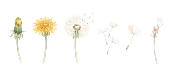 Obraz premium Dandelion flower life cycle growth illustration stages from bud to seed blowing in wind, yellow bloom, seed head puff, flying seed parachutes, watercolor botanical set isolated on black background.