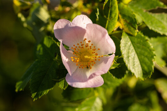 vista macro di un esemplare di fiore di Rosa canina nel suo ambiente naturale, di giorno, in primavera