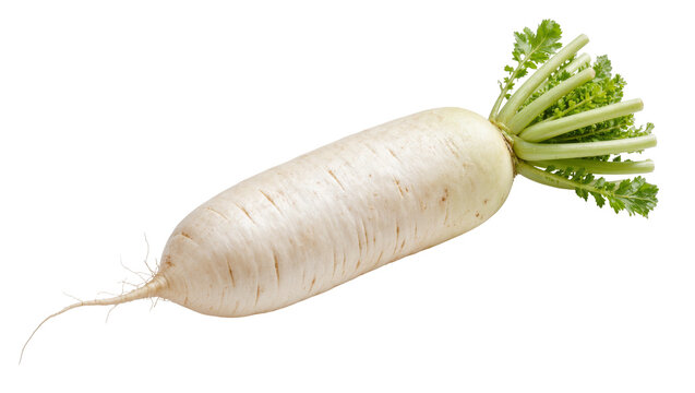 Long white daikon radish with green leafy tops, isolated on transparent background