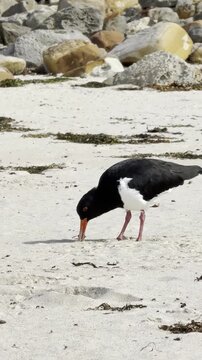 Australian pied oystercatchers forage for food in the sand with their beaks, hunting for small invertebrates at Pebbly Beach, Murramarang National Park, New South Wales, Australia.