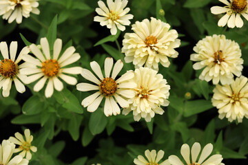 Yellow zinnia flowers blooming in a garden bed. © Bowonpat