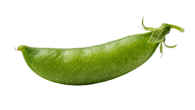 Single green snow pea pod with stem and leaves, isolated on transparent background