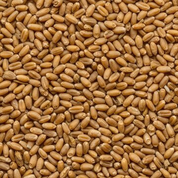 Close up macro texture of dry golden wheat kernels spread out uniformly across a flat surface providing an abundant natural background ,harvest ,uniform ,golden