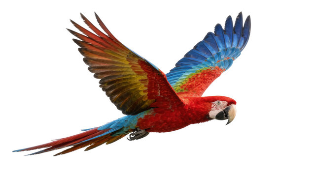 Vibrant red and blue macaw parrot in flight, isolated on transparent background