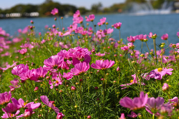Obraz premium Pink cosmos flowers blooming&nbsp;in a sunny field on a clear day.