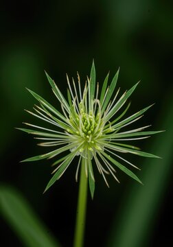 Detailed close-up of a central flower pistil merging with surrounding green foliage, highlighting delicate natural reproductive structures ,garden ,style ,sepal