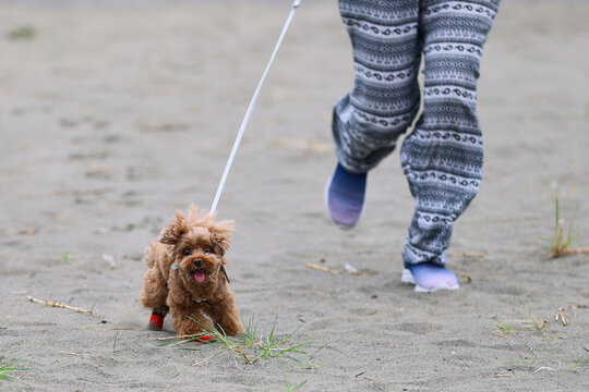 Toy poodle wearing red dog boots leading the way on a leash at the beach