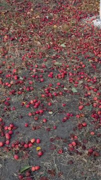 Trampled ripe apples on asphalt beneath an apple tree, illustrating fallen fruit, spoiled produce, damaged harvest, orchard maintenance and autumn season.