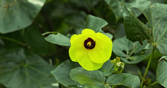okra flower, yellow flower, bloom, plant, Taipei