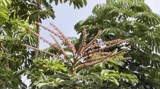 Heptapleurum actinophyllum (Schefflera actinophylla) is a tree in the family Araliaceae. Australian umbrella tree, Queensland umbrella tree, octopus tree and amate. Waikiki, Honolulu, Oahu, Hawaii.	
