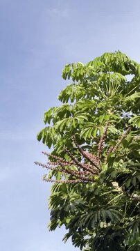 Heptapleurum actinophyllum (Schefflera actinophylla) is a tree in the family Araliaceae. Australian umbrella tree, Queensland umbrella tree, octopus tree and amate. Waikiki, Honolulu, Oahu, Hawaii.	
