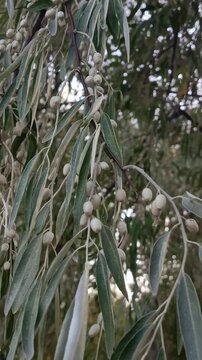 the silvery leaves of a narrow-leaved oleaster tree, representing gardening, plant care, nature, urban greenery and interaction with plants.