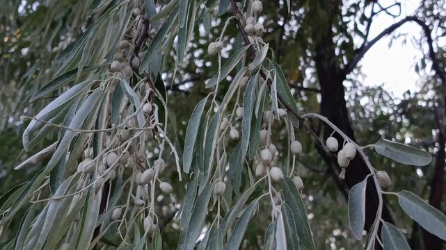the silvery leaves of a narrow-leaved oleaster tree, representing gardening, plant care, nature, urban greenery and interaction with plants.
