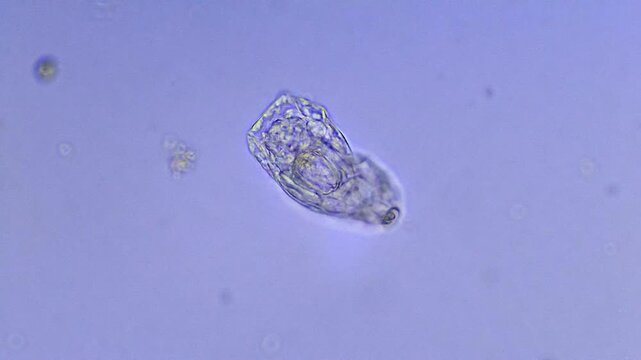 Micro organism - Rotifer