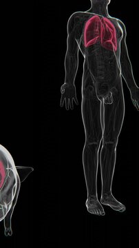 3D medical animation illustrating lung xenotransplantation, transitioning from pig lungs to human lungs to represent animal-to-human organ transplantation in UHD