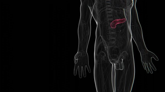 3D medical animation illustrating pancreatic xenotransplantation, transitioning from a pig pancreas to a human pancreas to represent animal-to-human organ transplantation in 4K UHD