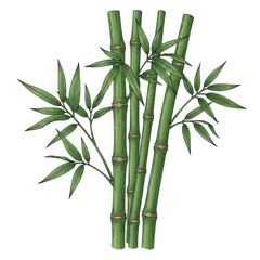 Obraz premium Green bamboo plants growing isolated on white background