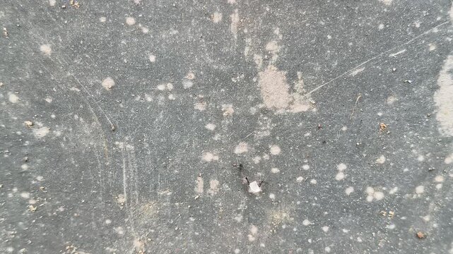Black ants are carrying grains of white sugar across the floor. Crowding around a central mound of sweet sugar to carrying individual transparent grains across the floor.