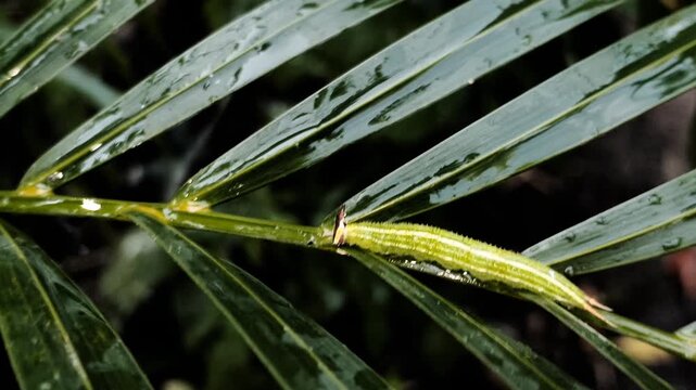 Close-up of a green Elymnias hypermnestra caterpillar in its last instar crawling on a palm leaf during watering in the garden, East Java, Indonesia.