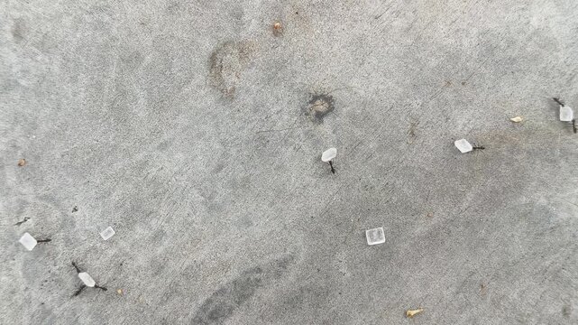 Black ants are carrying grains of white sugar across the floor. Crowding around a central mound of sweet sugar to carrying individual transparent grains across the floor.