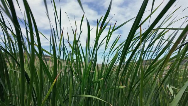 Slow motion dolly back through tall green reeds in Romanian countryside