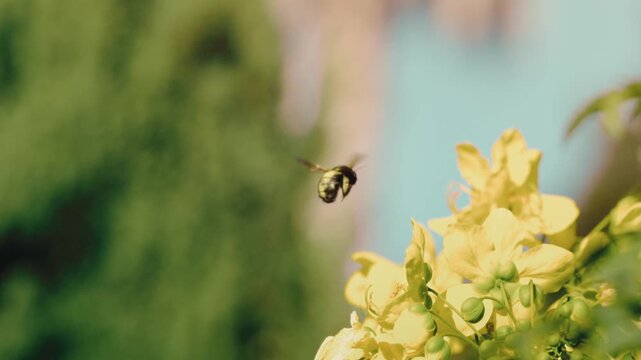 Fuzzy bumblebee hovers near sunlit yellow cassia flowers with soft green foliage behind in slow-motion macro; nature series, spring ads, pollinator and ecosystem education.