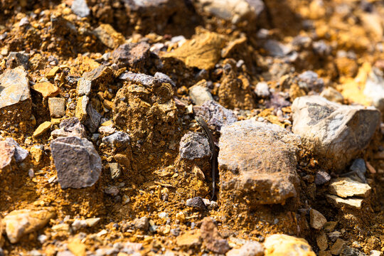 A small lizard rests perfectly camouflaged among the bright orange mineral rocks of Le Roste di Montieri. Wildlife adapts incredibly well to survive in harsh eroded environments and extreme conditions