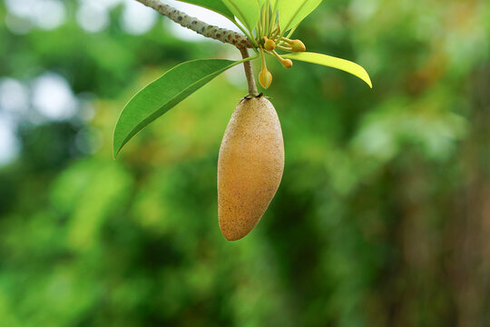 Long or elongated makok sapodilla fruit hanging from branch 