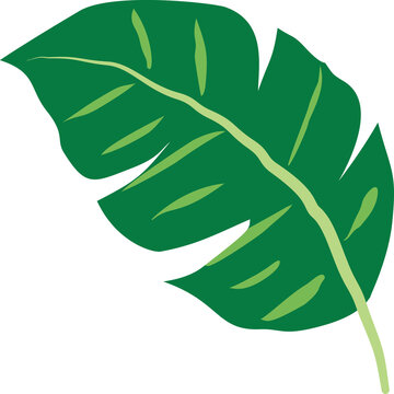 Stylized green monstera leaf with yellow veins and natural split details. Tropical botanical illustration isolated on a transparent background for jungle, summer, and plant designs.