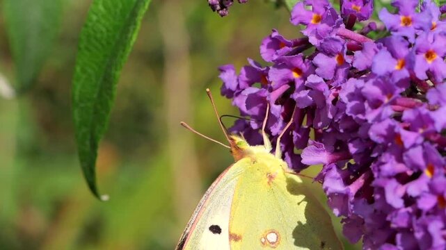 Clouded Yellow (Colias croceus) . Occurring in southern Europe and North Africa, this is a summer migrant to the UK. Here feeding and flying away from a Buddleya flower in  slow motion