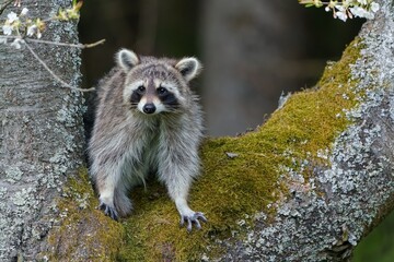 A norther caccoon sits on a tree. A beautiful raccoon in the nature habitat. Wildlife scene with a common raccoon . Procyon lotor © Monikasurzin