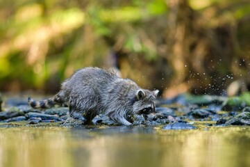 A northern raccoon stands by a forest stream and drinks water. A beautiful raccoon in the nature habitat. Wildlife scene with a common raccoon . Procyon lotor © Monikasurzin