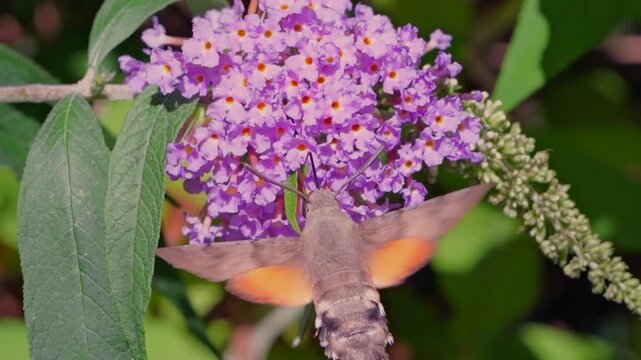 hummingbird hawk-moth (Macroglossum stellatarum) feeding in slow motion on a Buddleya flower in Cornwall, UK. These moths hover and feed similarly to hummingbirds, an example of convergent evolution