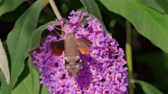 hummingbird hawk-moth (Macroglossum stellatarum) feeding in slow motion on a Buddleya flower in Cornwall, UK. These moths hover and feed similarly to hummingbirds, an example of convergent evolution