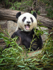 Funny giant panda sitting among fresh green bamboo branches with wide open mouth laughing © fotofrank
