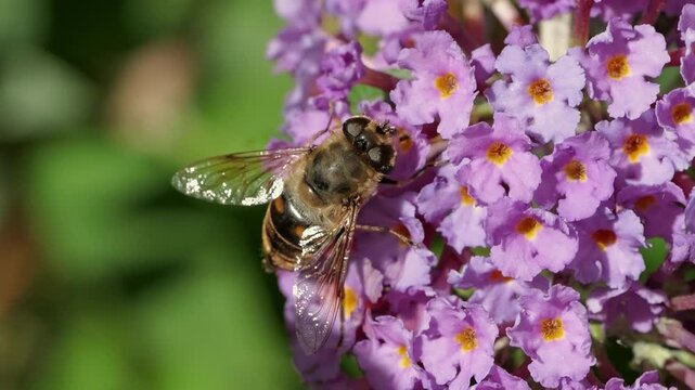Batman Hoverfly (Myathropa florea) feeding in slow motion on a Buddleya flower in Cornwall, UK.