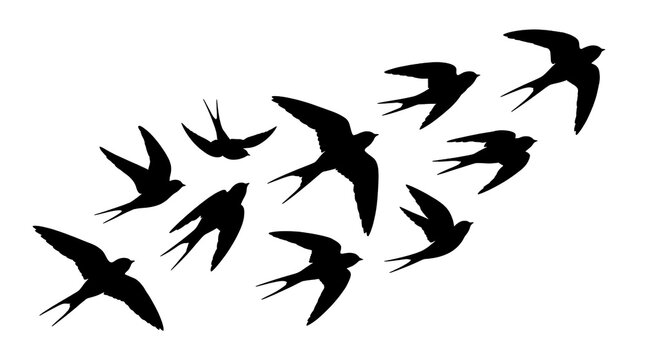 Flying swallow bird flock silhouettes set