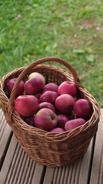 Wicker basket full of ripe red apples on a wooden terrace outdoors. Vertical video of fresh harvest for organic pure juice. Countryside hamper with sweet seasonal fruits for natural baby food.