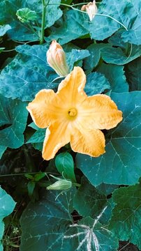 yellow leaf in water
