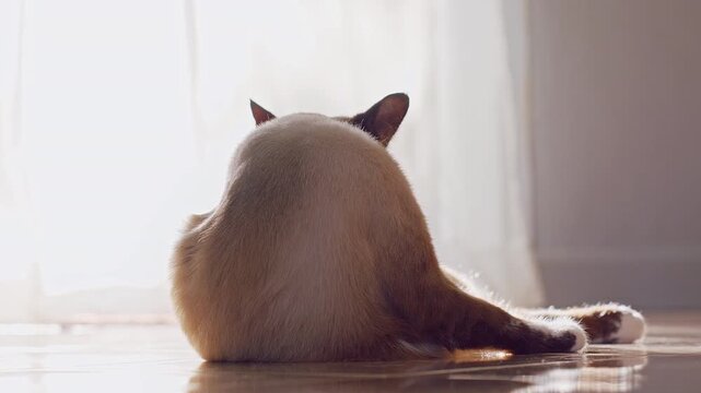 Siamese Cat Rests on a Sunlit Wooden Floor Near Sheer Curtains, Rear View Shows Peaceful Indoor Pet Lifestyle and Relaxation