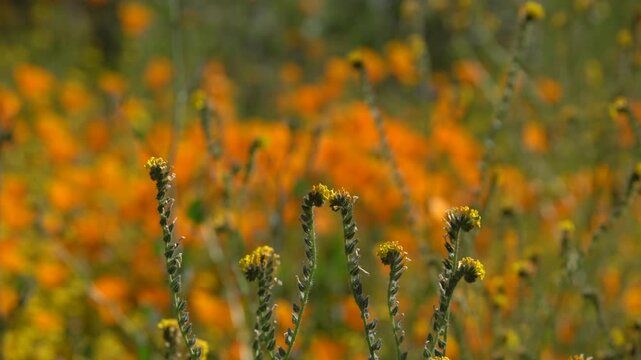 California Super Bloom Fiddlenecks Closeup and Poppy Flowers in Diamond Valley Lake USA