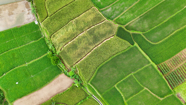 Aerial view of lush green rice paddies and terraced fields with geometric patterns in the rural landscape of Sukabumi Regency, West Java, Indonesia.
