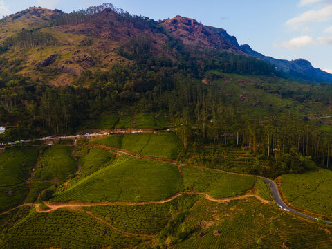 Aerial view of lush green tea plantations covering the rolling hills with winding roads and tall trees in the mountainous landscape of Munnar, Kerala, India.