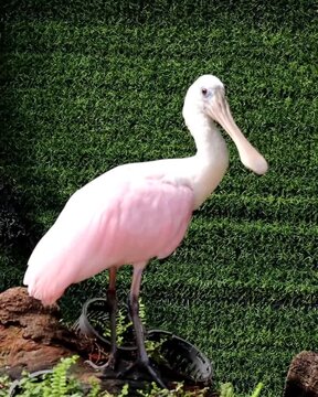 pink flamingo in the zoo