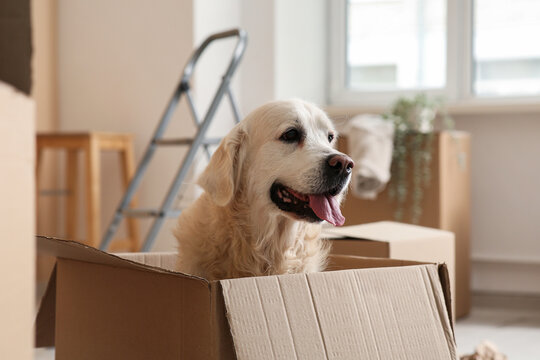 Cute Labrador dog sitting in box on moving day at home
